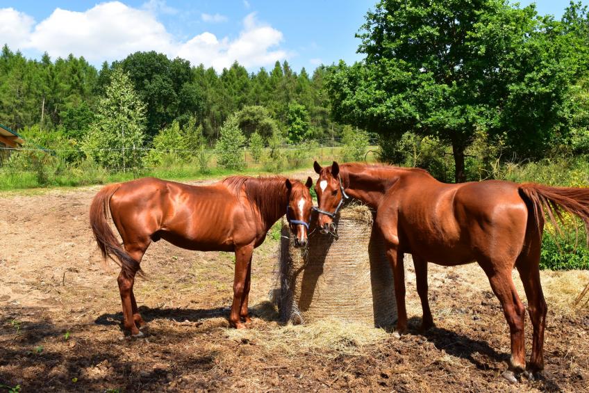 Ferienhäuser Inselblick / Ferienhaus 2 60 qm - foto 9