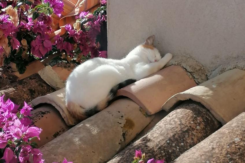 Arcobaleno - foto 19