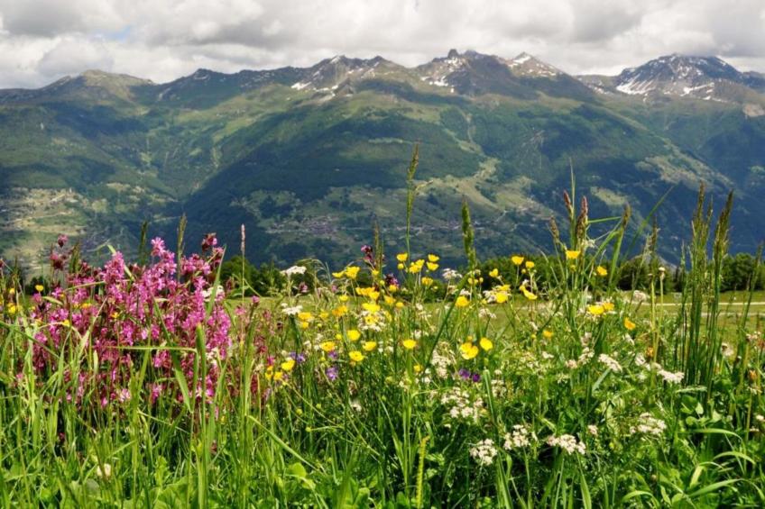 Mayens de l'Ours CZ 031 - MOUNTAIN apartment 6 per - foto 24