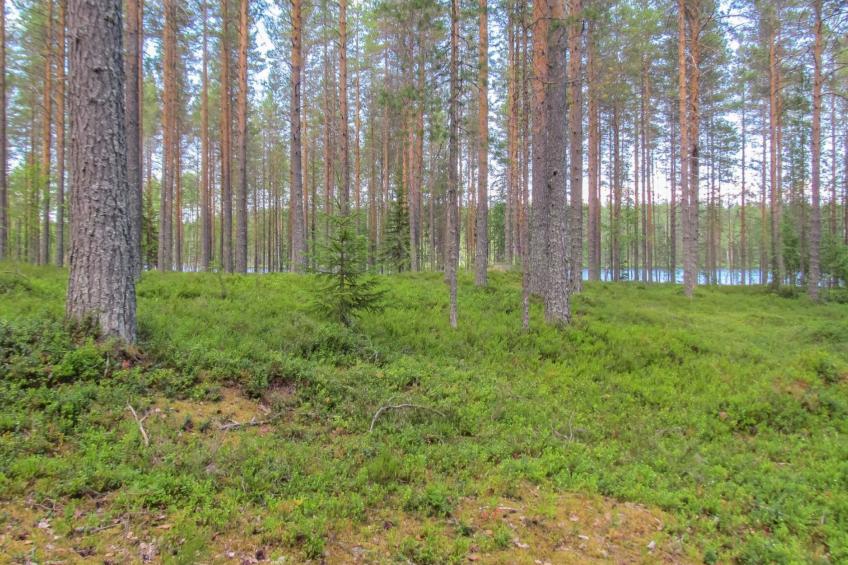 Pilkkaniemi - foto 39