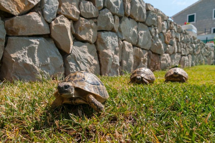 Villa "Roko" mit Whirlpool - foto 23