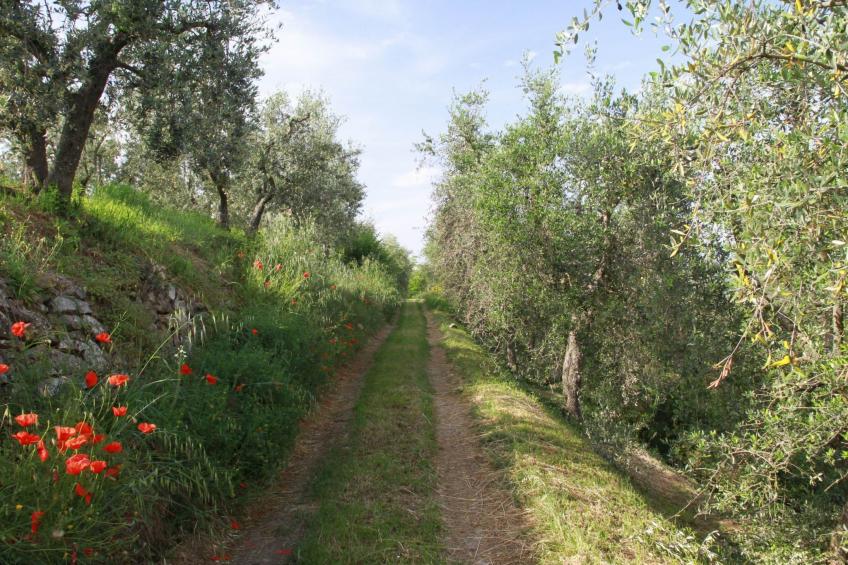 Wohnung 'Giulia 6' mit Pool - foto 14