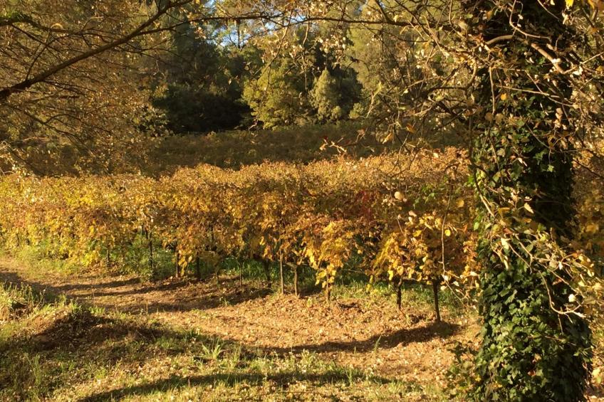 "Eutherpes Haus" - foto 39