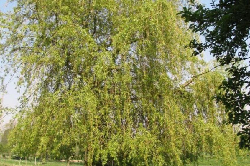 La Bergerie du Festel - foto 15