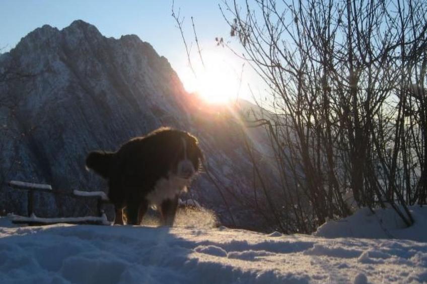 Niederwaldhaus in Solto Collina - foto 4