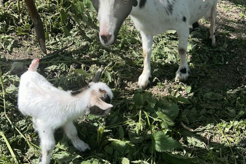 Wandlhof Ferienwohng - foto 10
