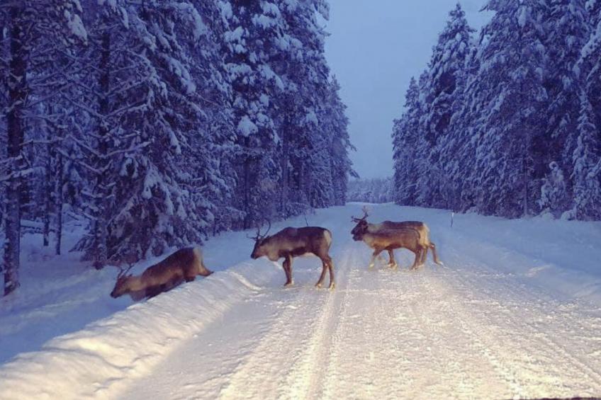 Gemütliches Ferienhaus Angermanland - höga Kusten - foto 39