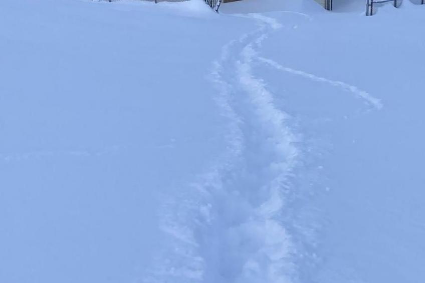 Soldanella - foto 27