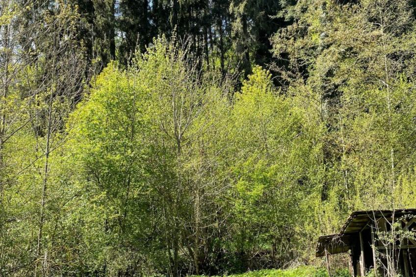 Haus Sonnenschein - foto 39