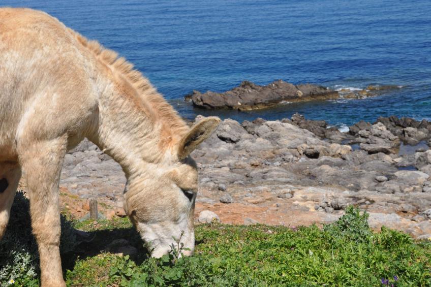 Marettimo' Wohnung in Strandnähe - foto 27