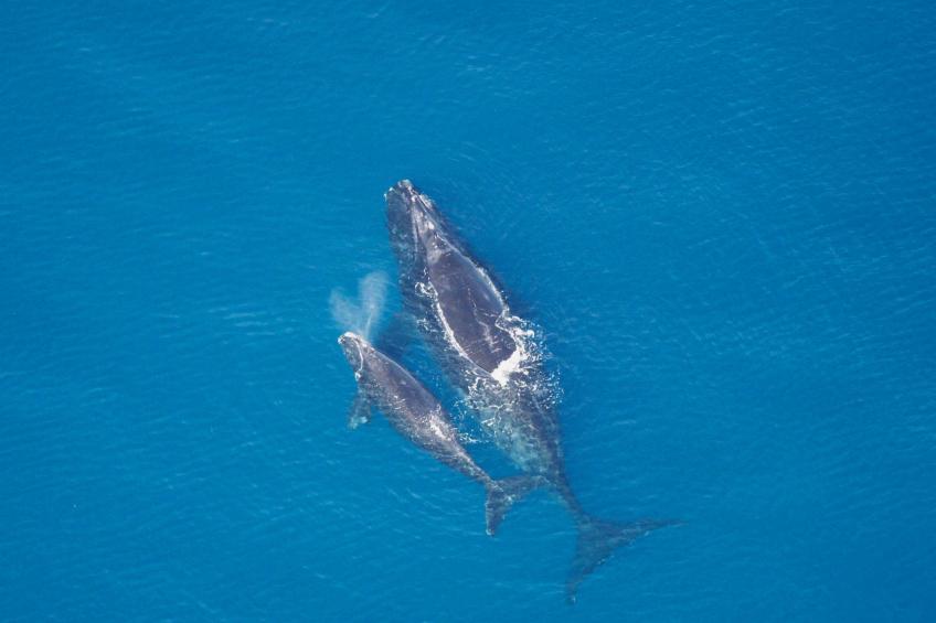 "Harbour Bridge 214" - foto 27