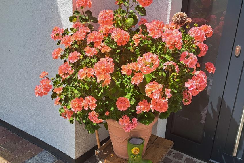 Apartement Haus Dankl - foto 31