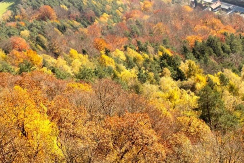 Fewo Natur und Kunst - foto 33