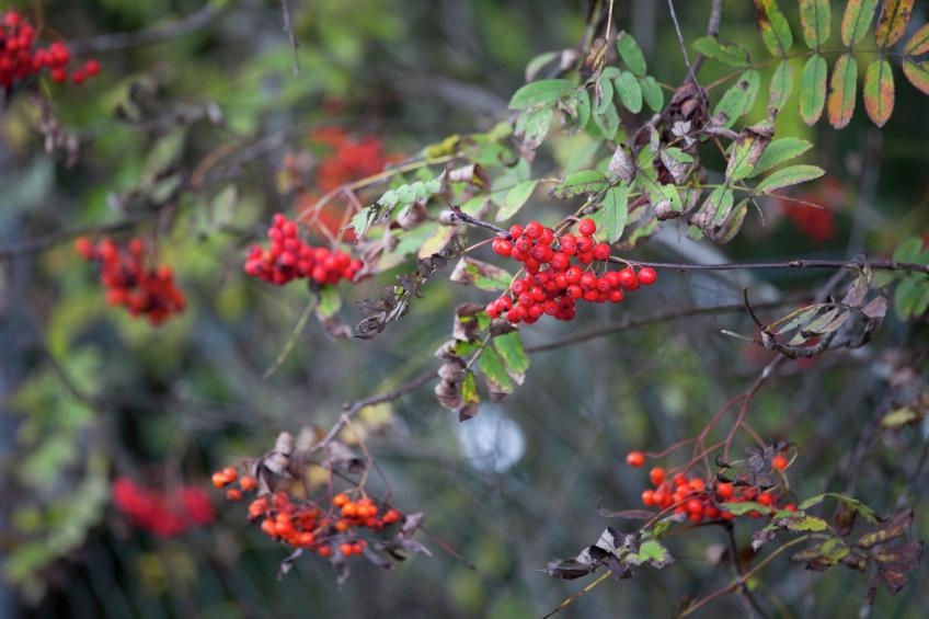 Ferienwohnung mit Kamin Am Waldrand - foto 31
