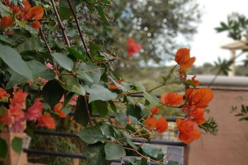 Su Niu Crobu - foto 17