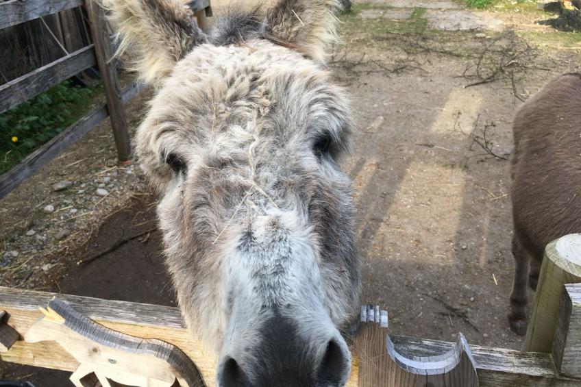 Giebelhaus - foto 19