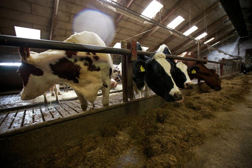 Koe in de Kost 2 - foto 11