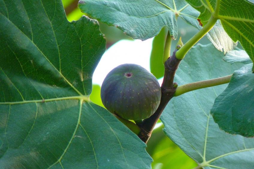 Klimatisiertes Mas Les Heures Bleues mit Pool - foto 33