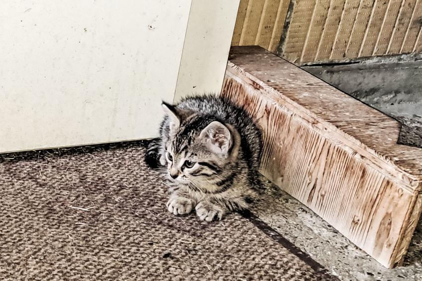 "Hüttli" neben dem Bauernhof Fendrig - foto 17