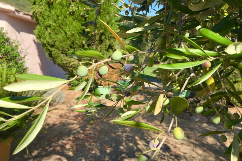 Villa della Fonte - foto 35