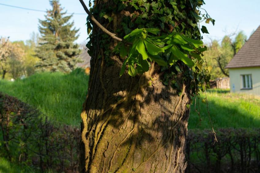mit Wasserblick - foto 25