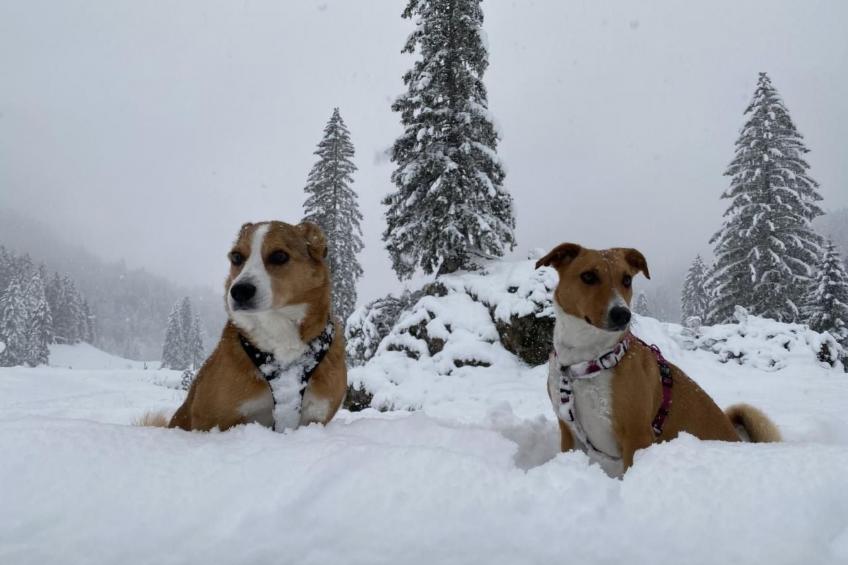 Chäserruggblick - foto 41