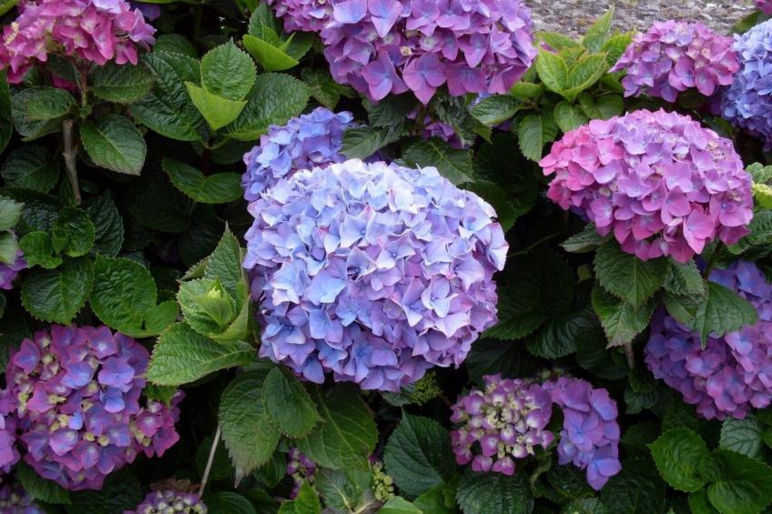 Maison du Moulin in Bauernhof - foto 46