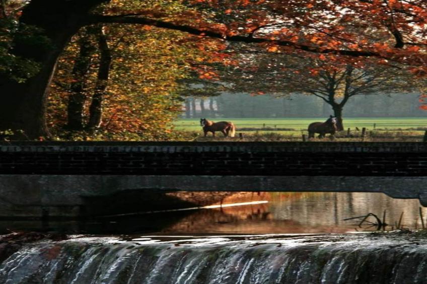 Vakantiepark Molenvelden 1 - foto 30