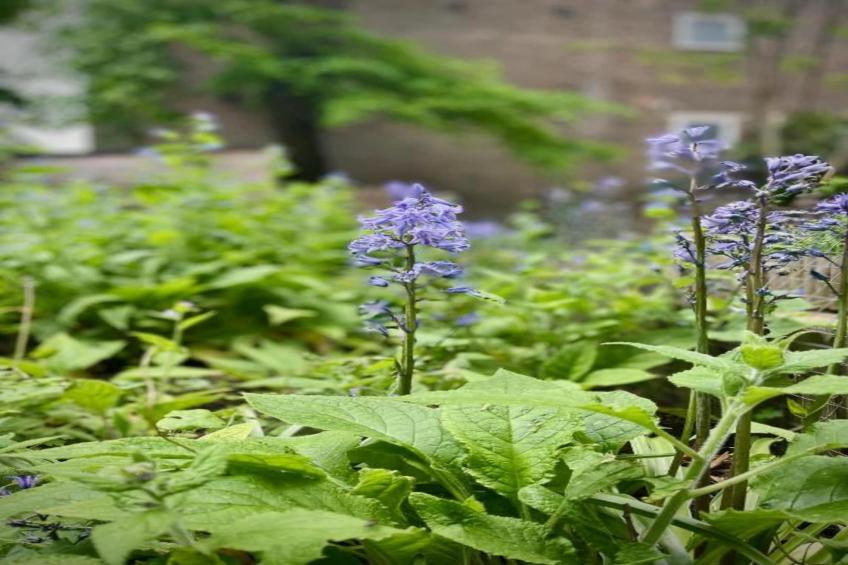 Jungle Bell Tent - foto 13