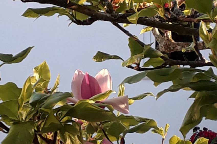 Quinta D'Avó Amélia, wunderschönes Landhaus zwischen den Bergen und dem Meer - foto 41