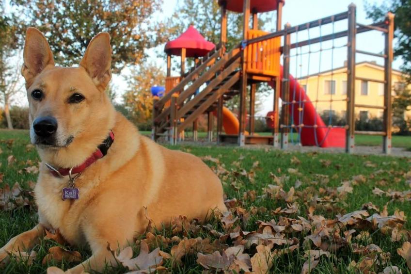 Wohnung "Veronica" auf einem Bauernhof - foto 17