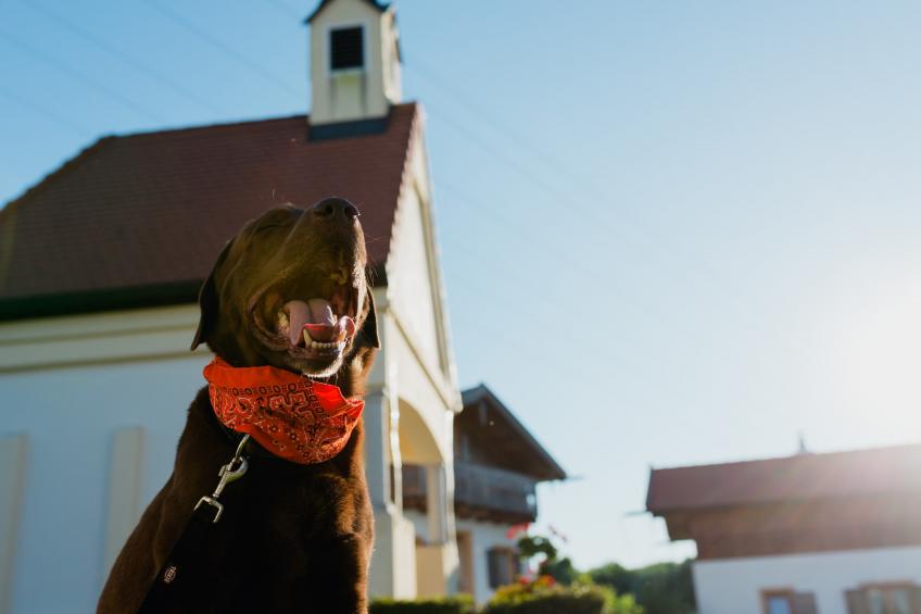 Vital Ferienhaus - foto 38