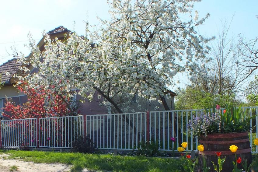 in Döbrököz mit privatem Pool - foto 2