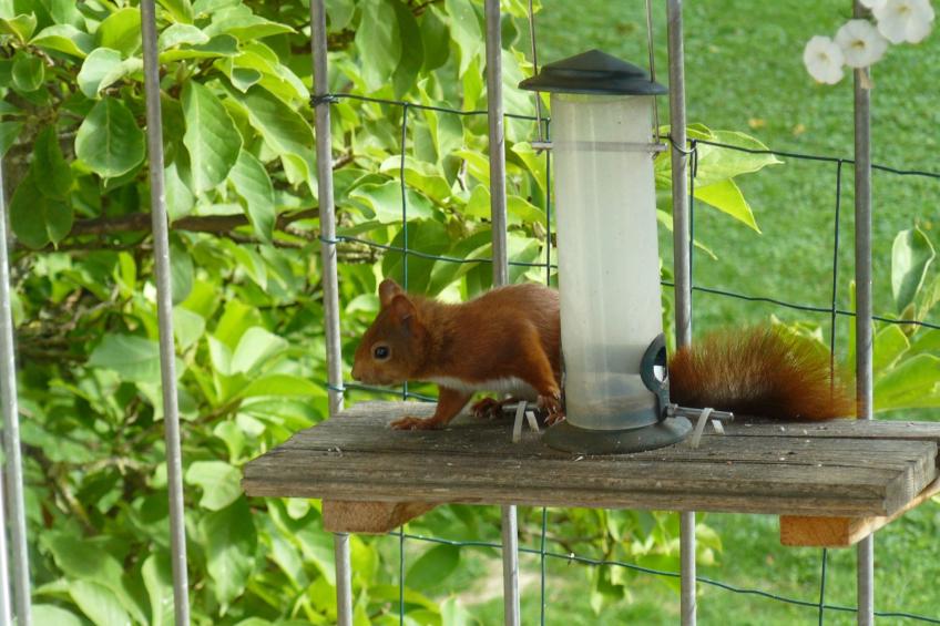 Ahorn Studio in Bad Dürrheim - foto 16