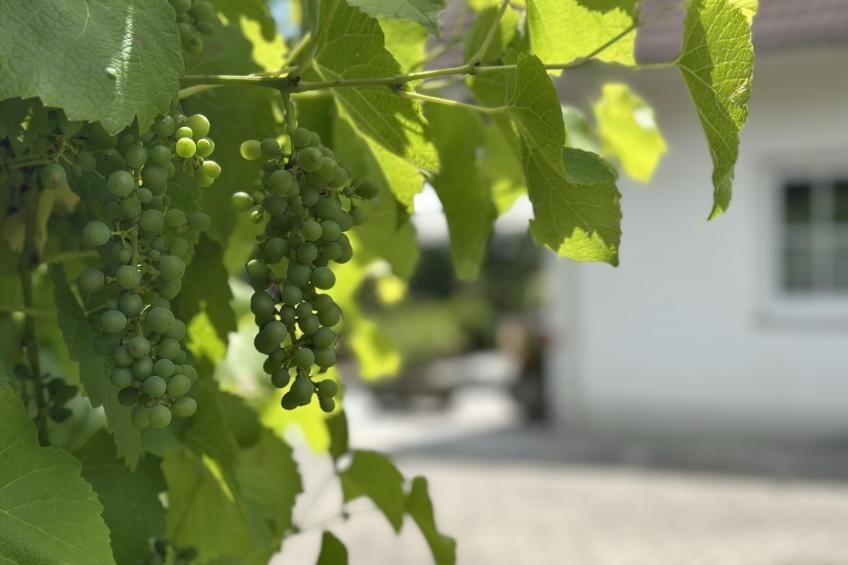 Zellner II - foto 22