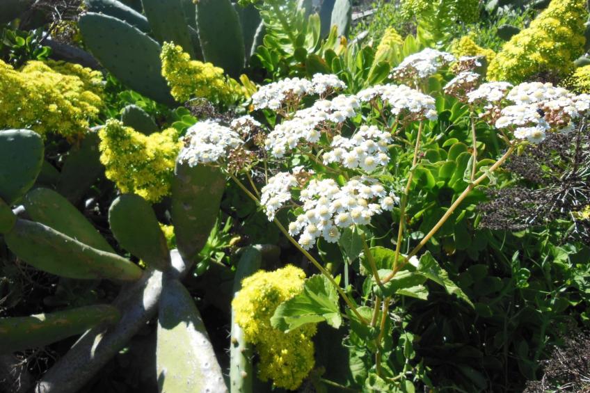 Traditionelles kanarisches Landhaus - foto 53