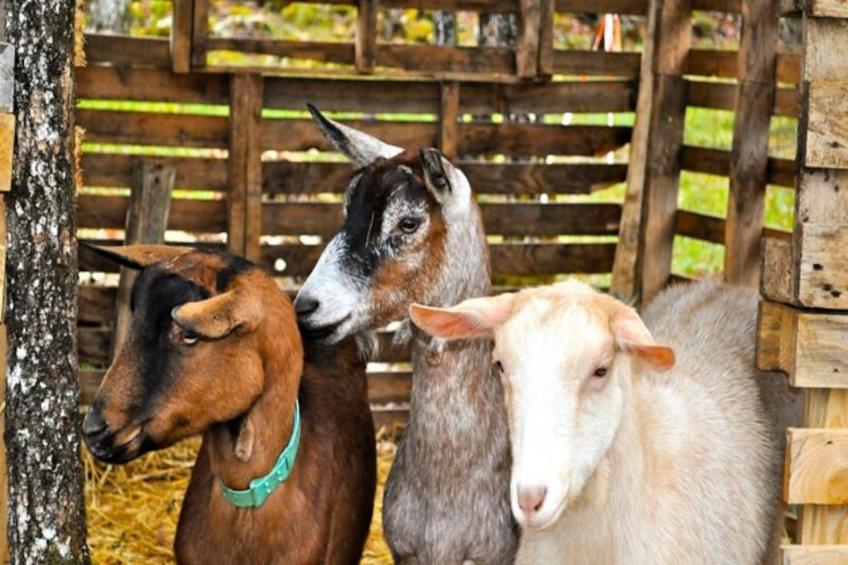 Domaine des Bories - foto 6