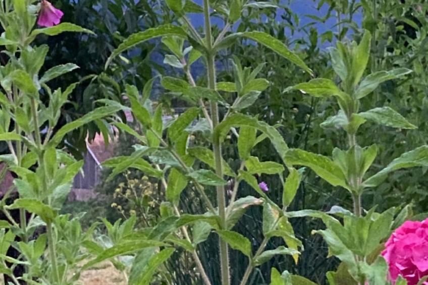 Gite des Cerisiers - foto 28