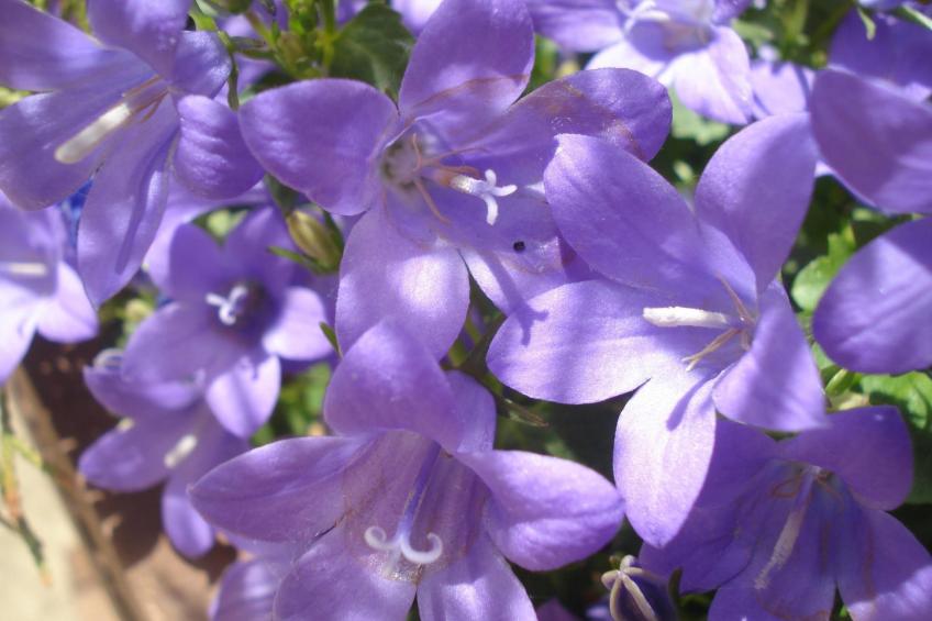 Wohnung Ebrón, Blick auf das Tal. - foto 2