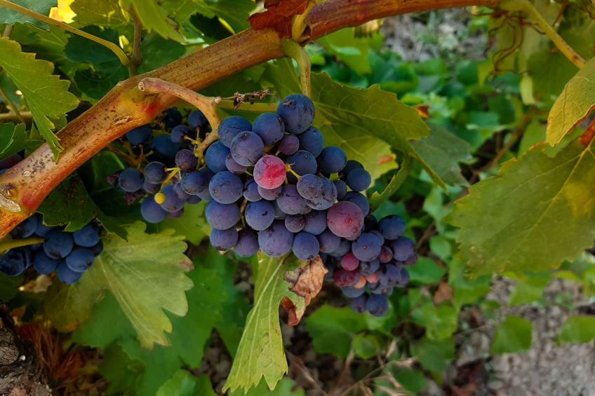 Landwohnung mit Bergblick - foto 33