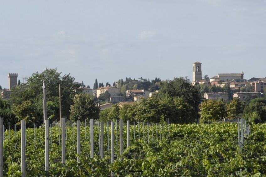Die Maulbeerbäume auf dem Bauernhof - foto 11
