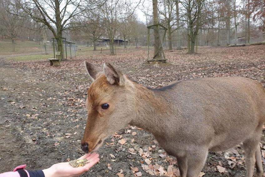 Waldhaus57 Silbersee - foto 43