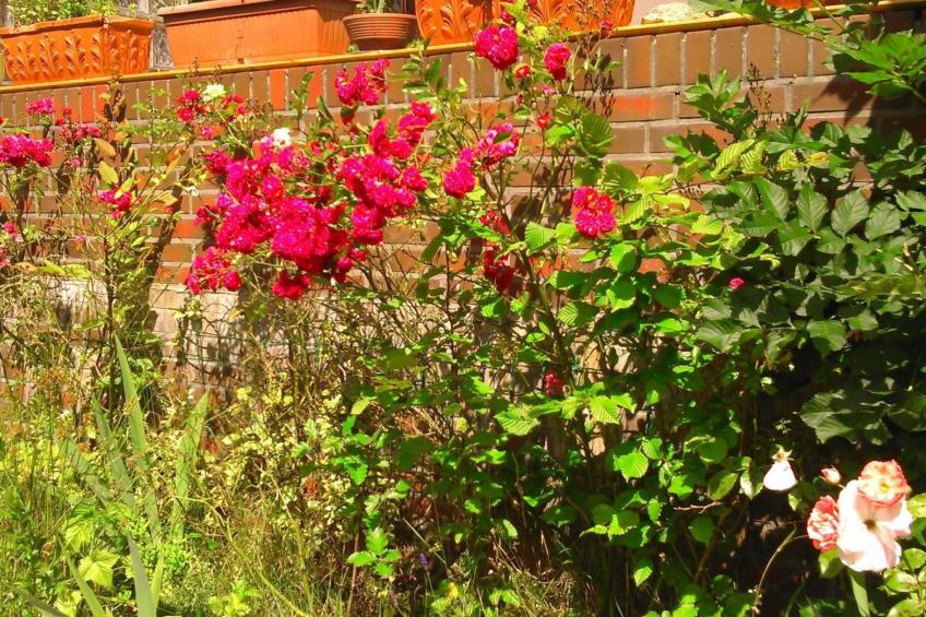 Wohnung in Altengroden mit Garten - foto 29