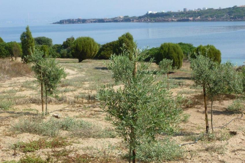 Wohnung in Calasetta mit Grill und Garten - foto 29