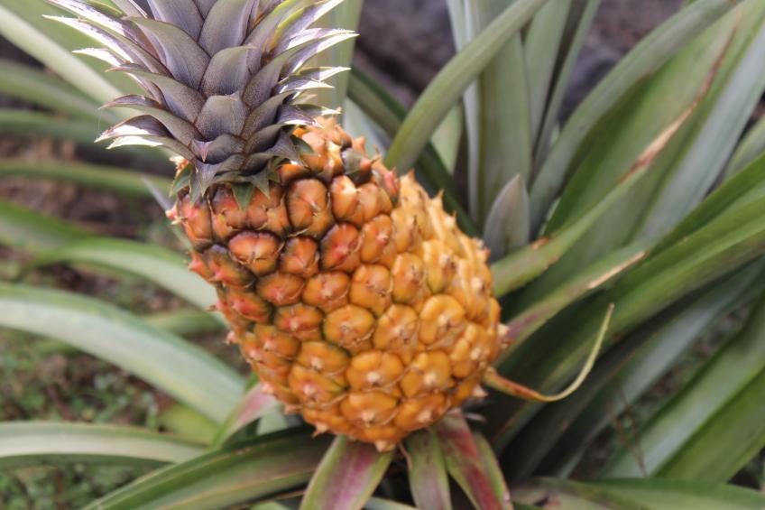 in Monte Breñas mit Grill, Terrasse und Garten - foto 31