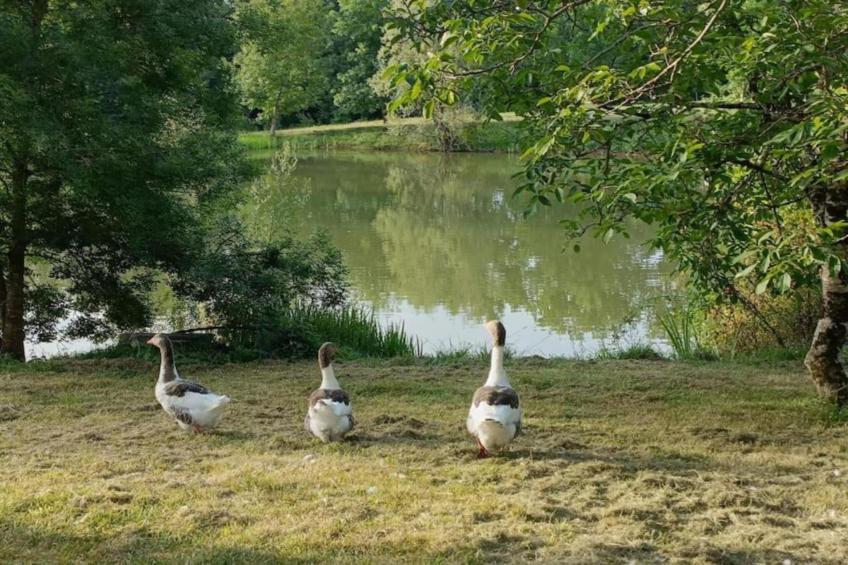 Ecolodge en Sequoia - foto 18