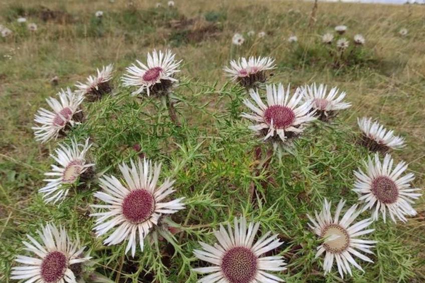 Gemütliches Ferienhaus Bungalow SixtyTwo - foto 22