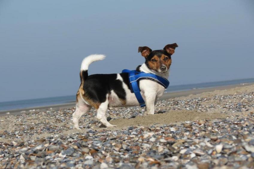 Fort den Haak - Chalet 1 tm 5  hond - foto 39