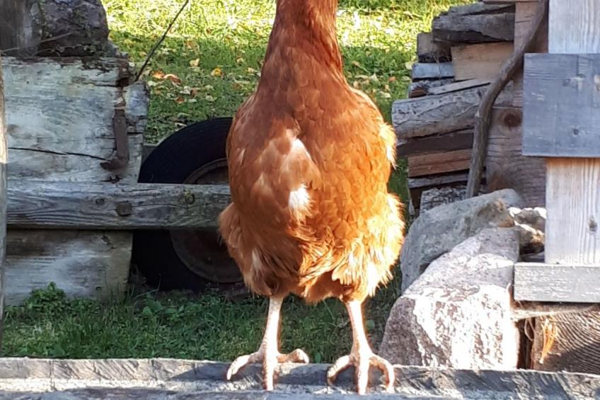 Kompatscherhof - foto 21