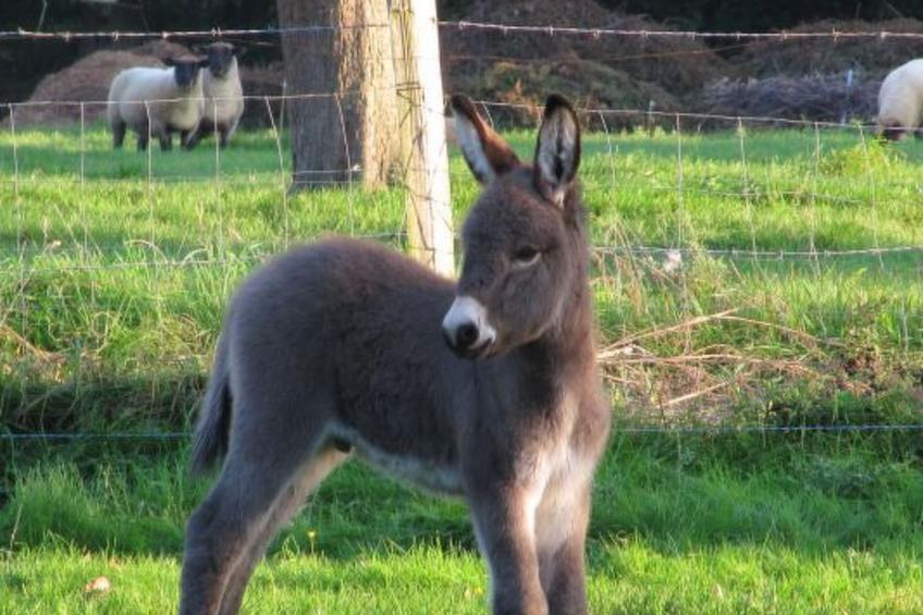 "L'Etable d'Emile" (Stall von Emile) - foto 22